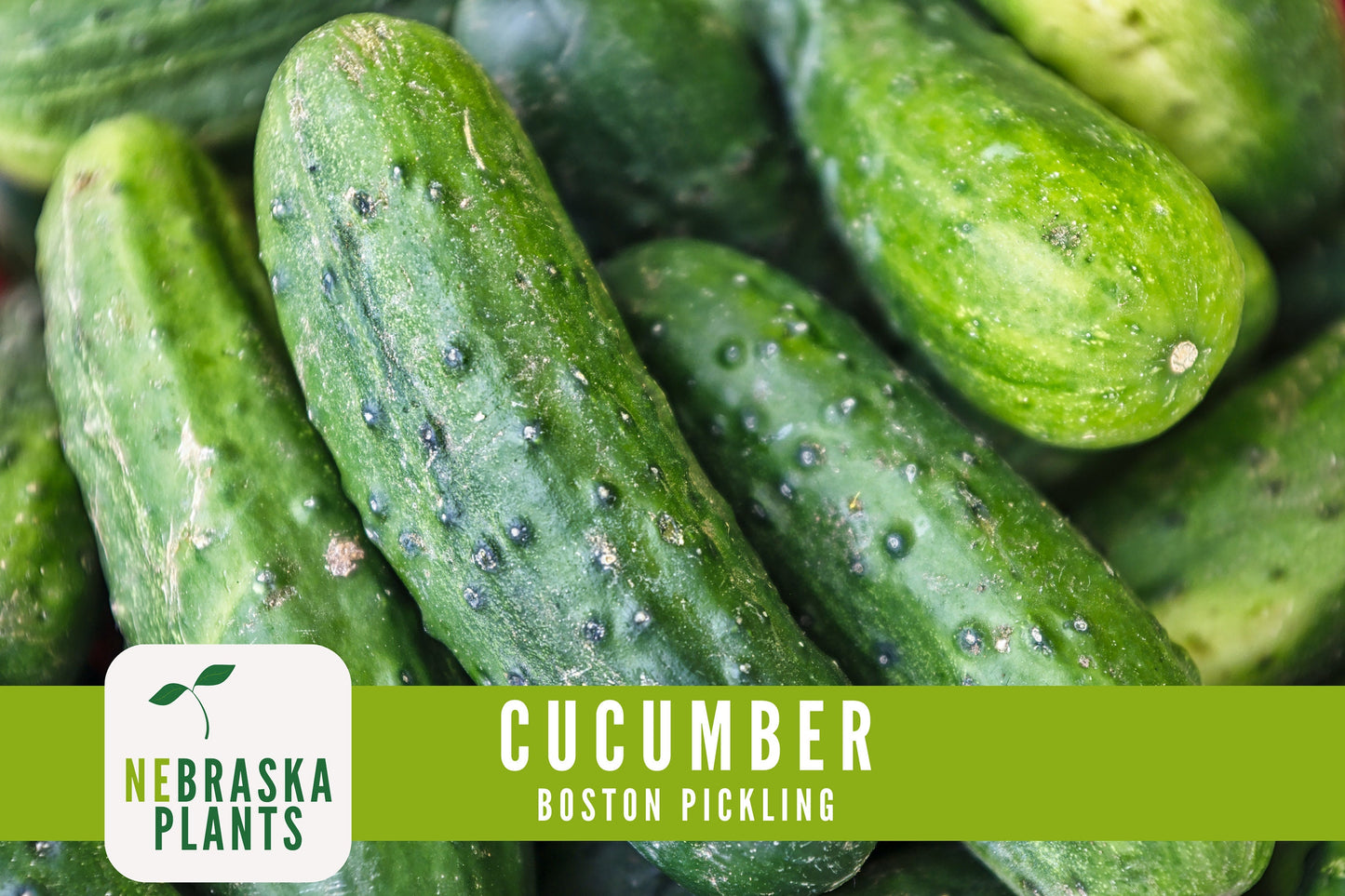 Boston Pickling Cucumber Seeds - Nebraska Seeds