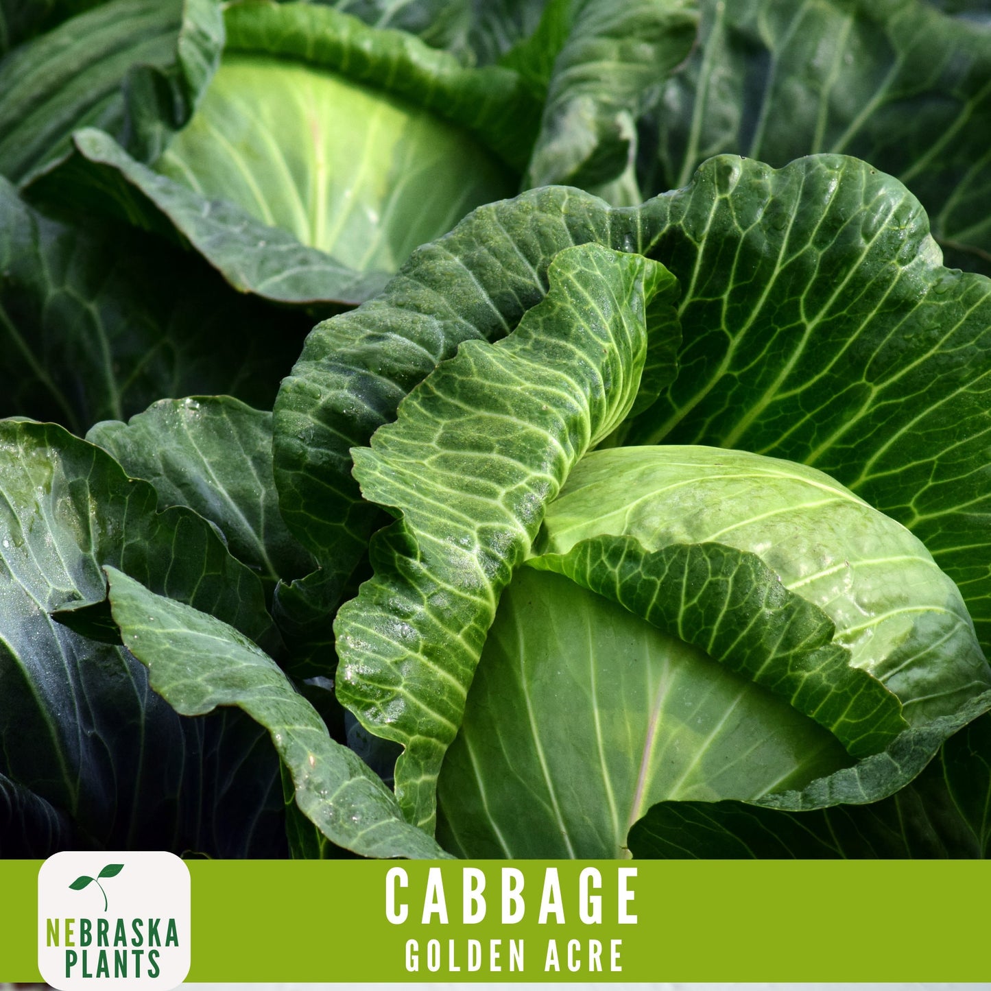 Golden Acre Cabbage Seeds - Nebraska Seeds