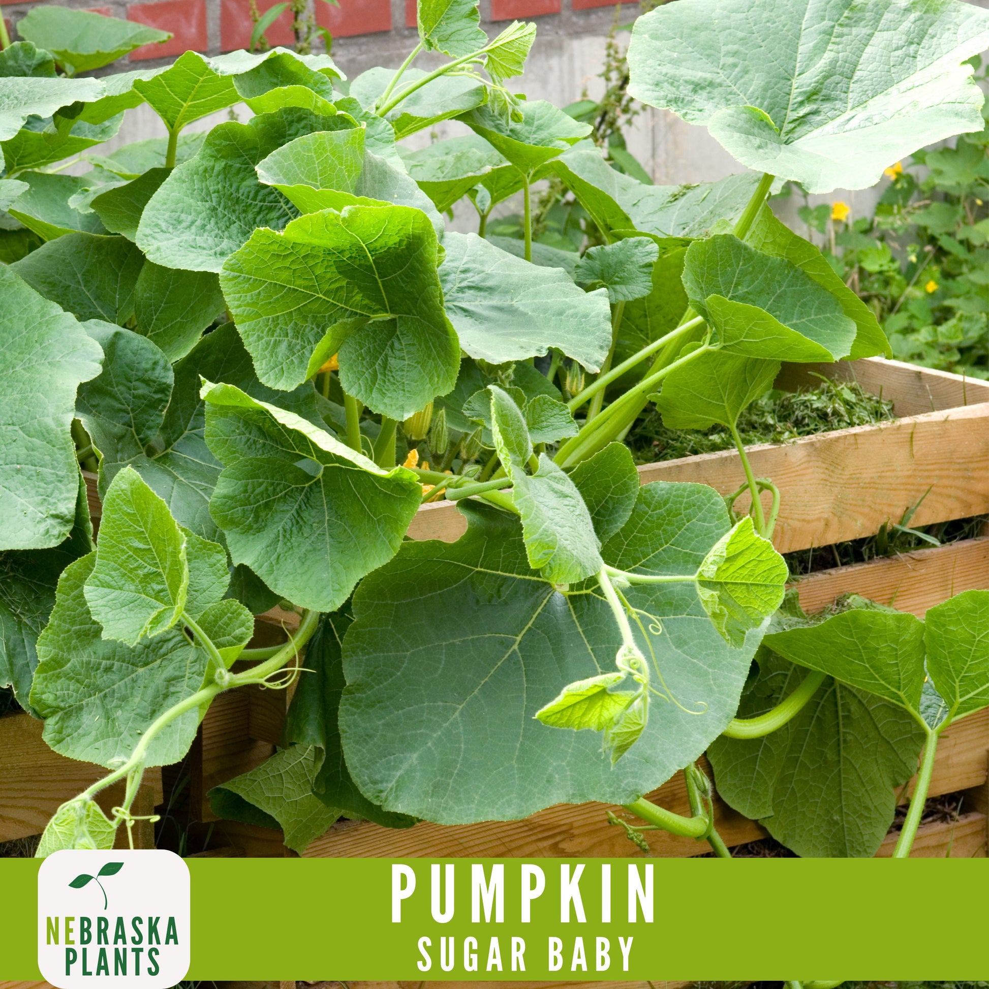 Sugar Pie Pumpkin Seeds - Celebrate the Spirit of Autumn with Heirloom, Non-GMO Pumpkin Seeds - Nebraska Seeds