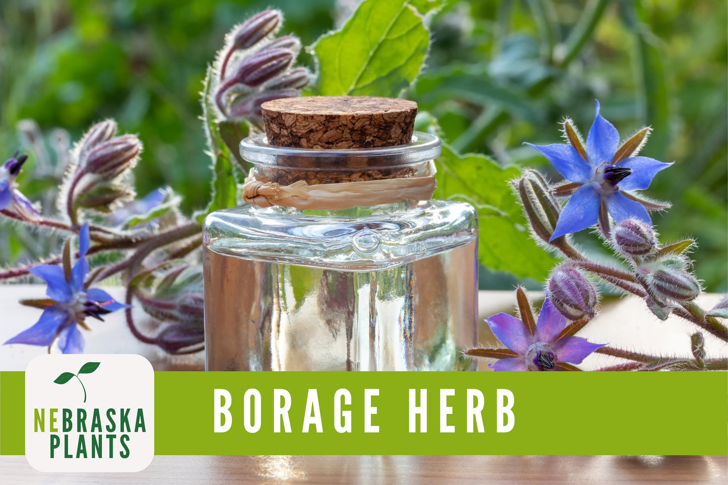 Borage Seeds - Nebraska Seeds