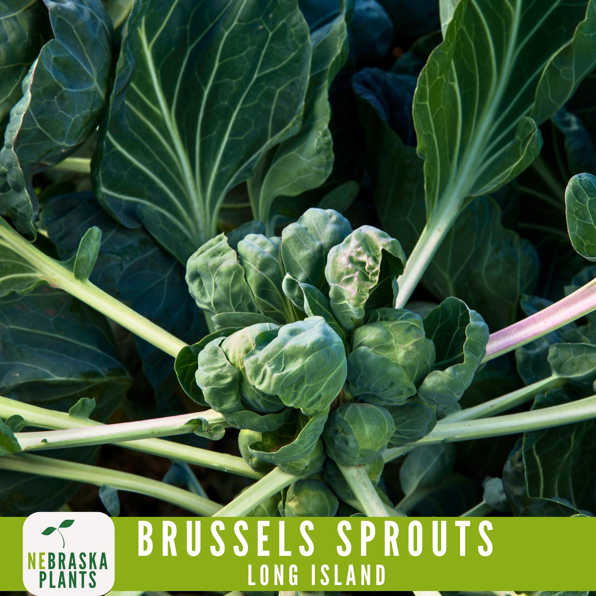 Long Island Brussels Sprouts Seeds - Nebraska Seeds