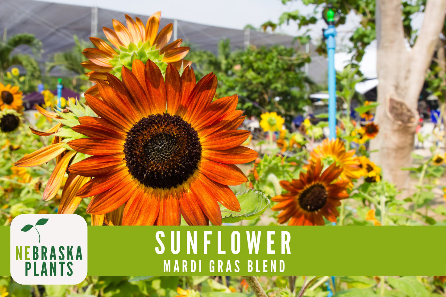 Mardi Gras Sunflower Seeds - Nebraska Seeds