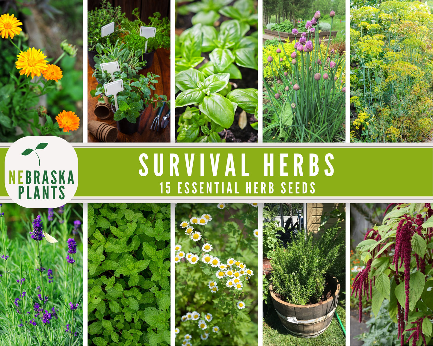 Essential Herb Collection for Long-Term Storage - 15 Herbal and Medicinal Varieties - Nebraska Seeds