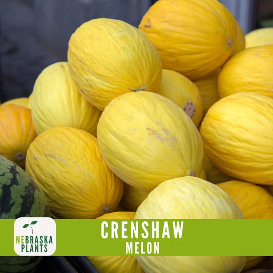 Crenshaw Melon Seeds - Nebraska Seeds