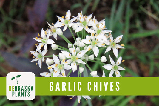 Garlic Chives Heirloom Seeds - Nebraska Seeds