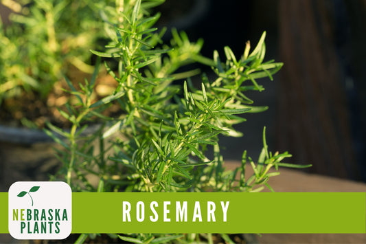 Rosemary Seeds - Heirloom Rosemary Herb Garden Seed - Nebraska Seeds