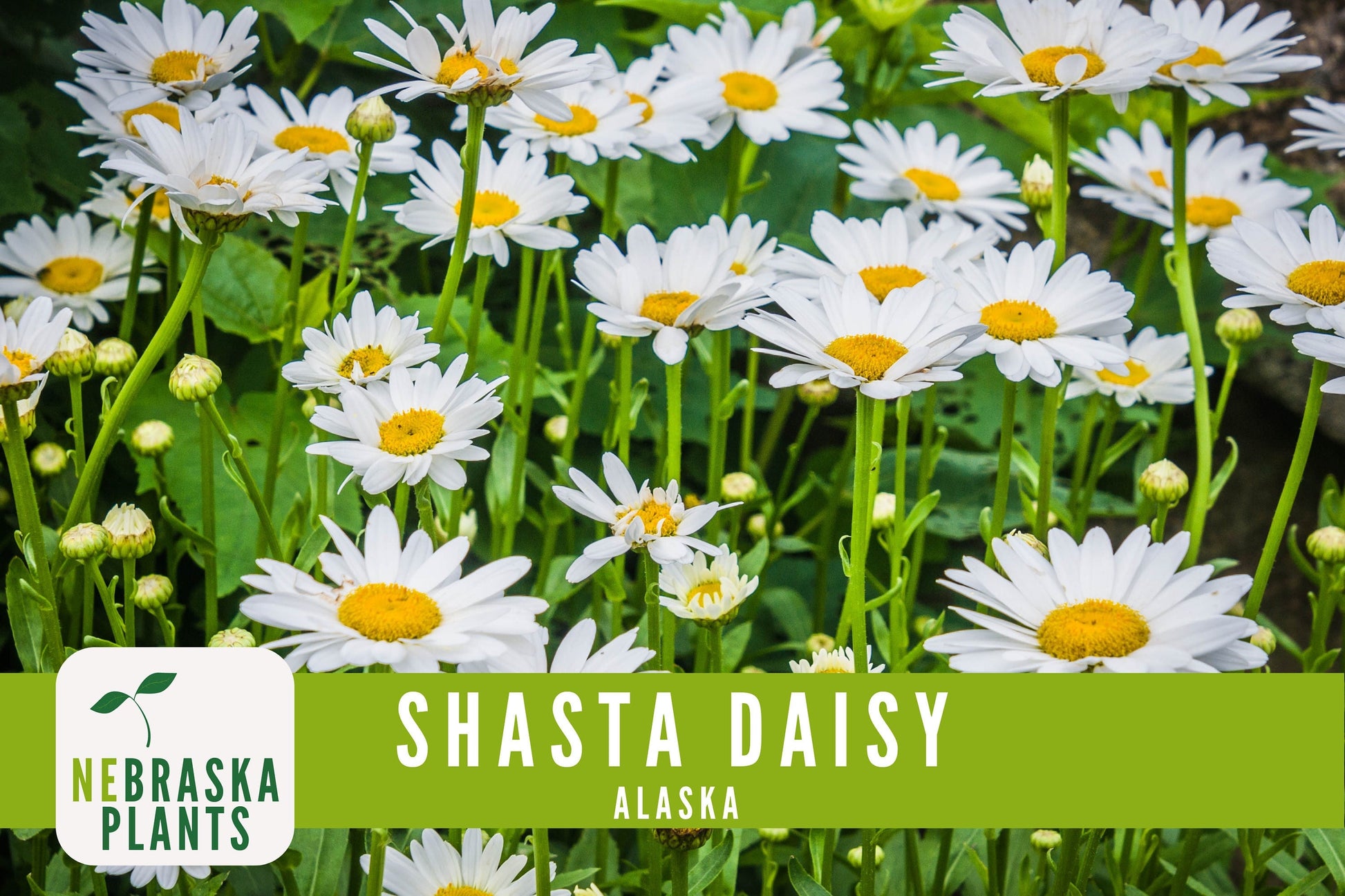 Shasta Daisy Seeds - Alaska Shasta Daisy Heirloom Flower Seeds - Nebraska Seeds