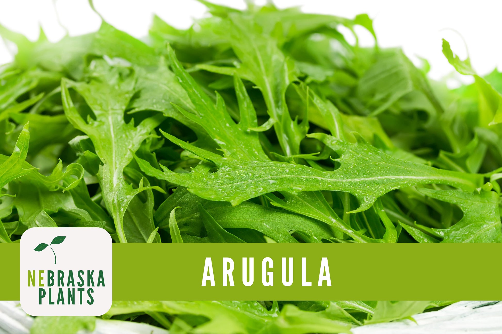 Roquette Arugula Seeds - Nebraska Seeds