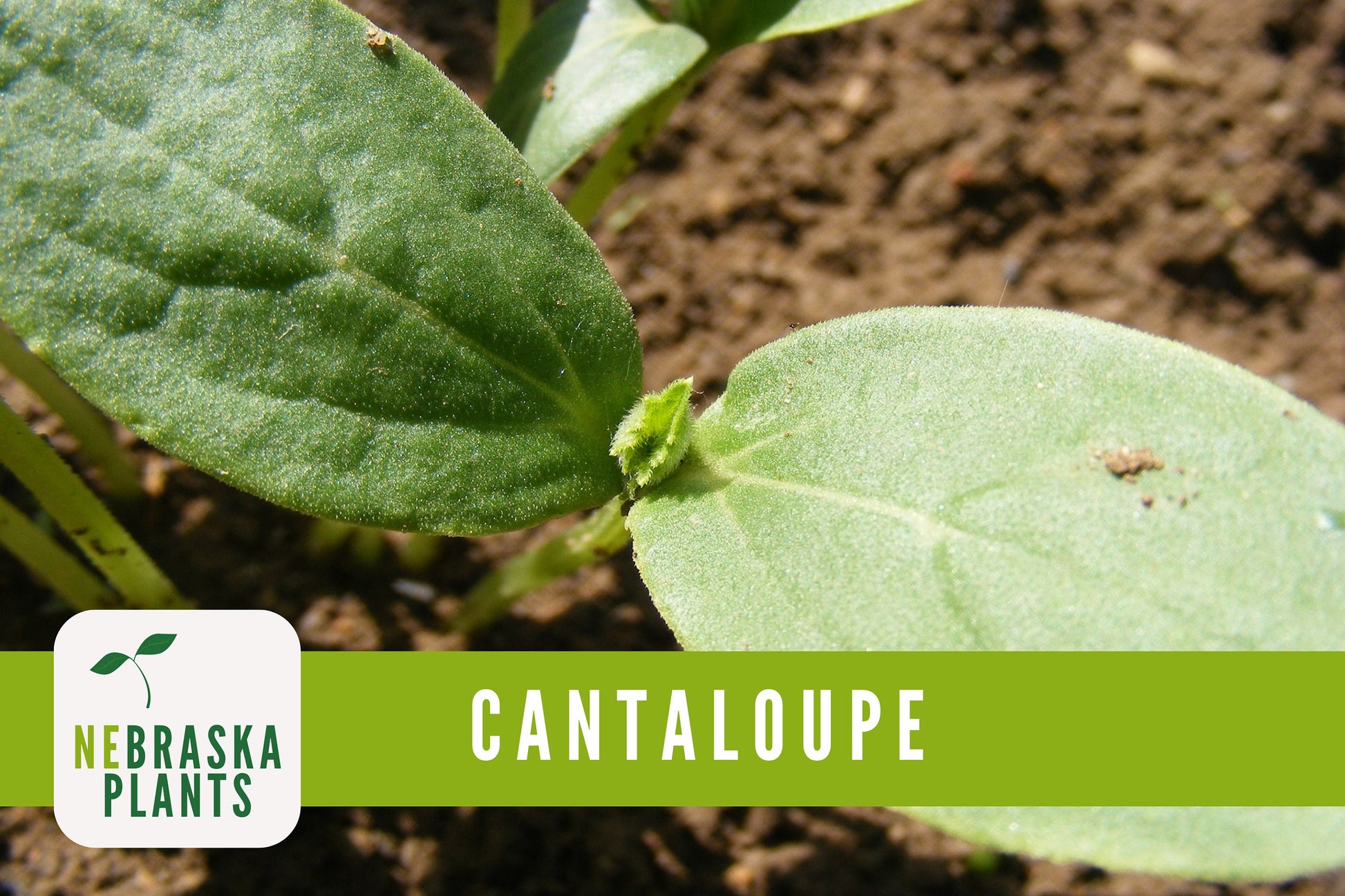 Hale's Best Cantaloupe Seeds - Nebraska Seeds