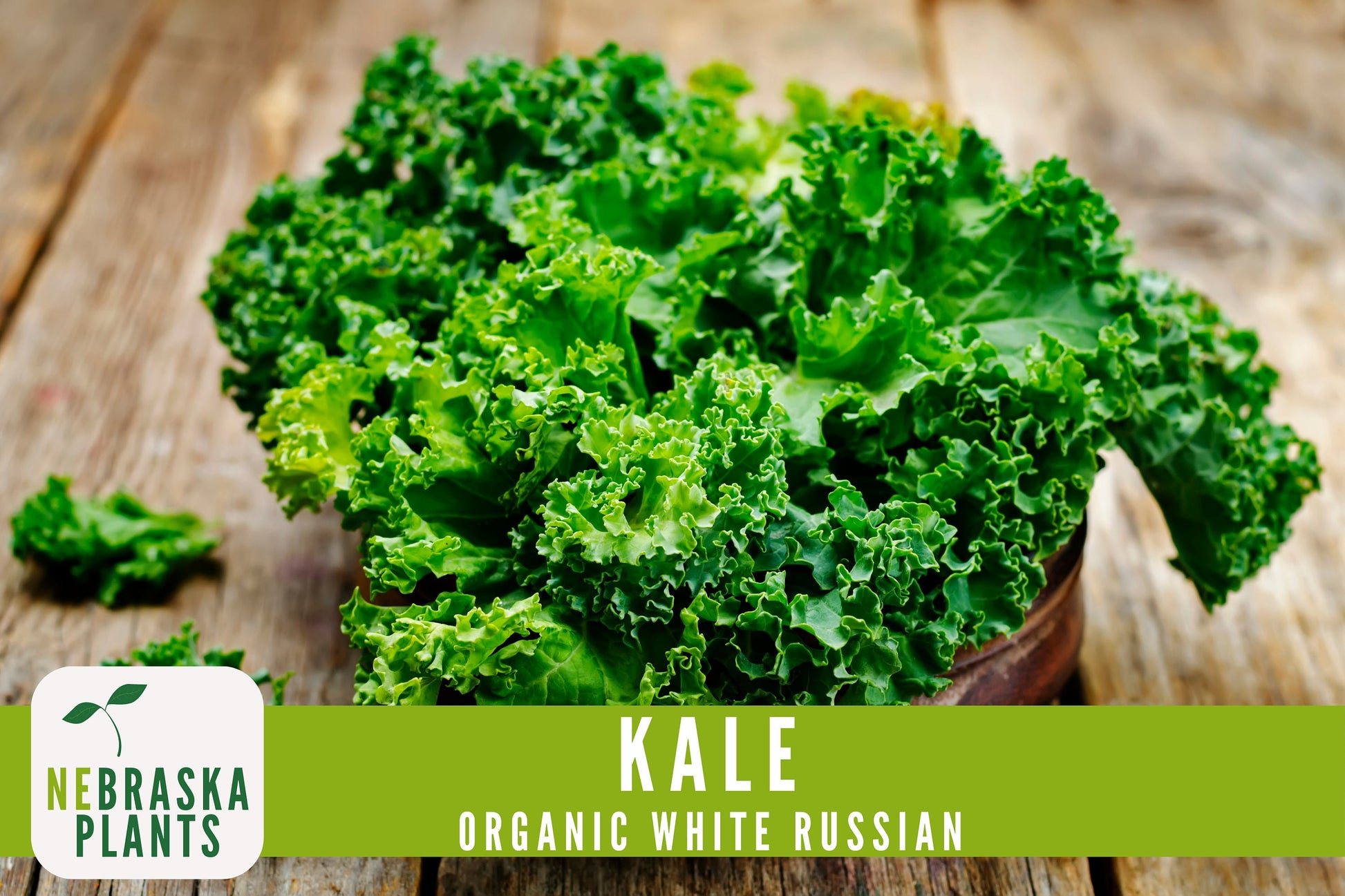 Organic White Russian Kale Seeds - Nebraska Seeds