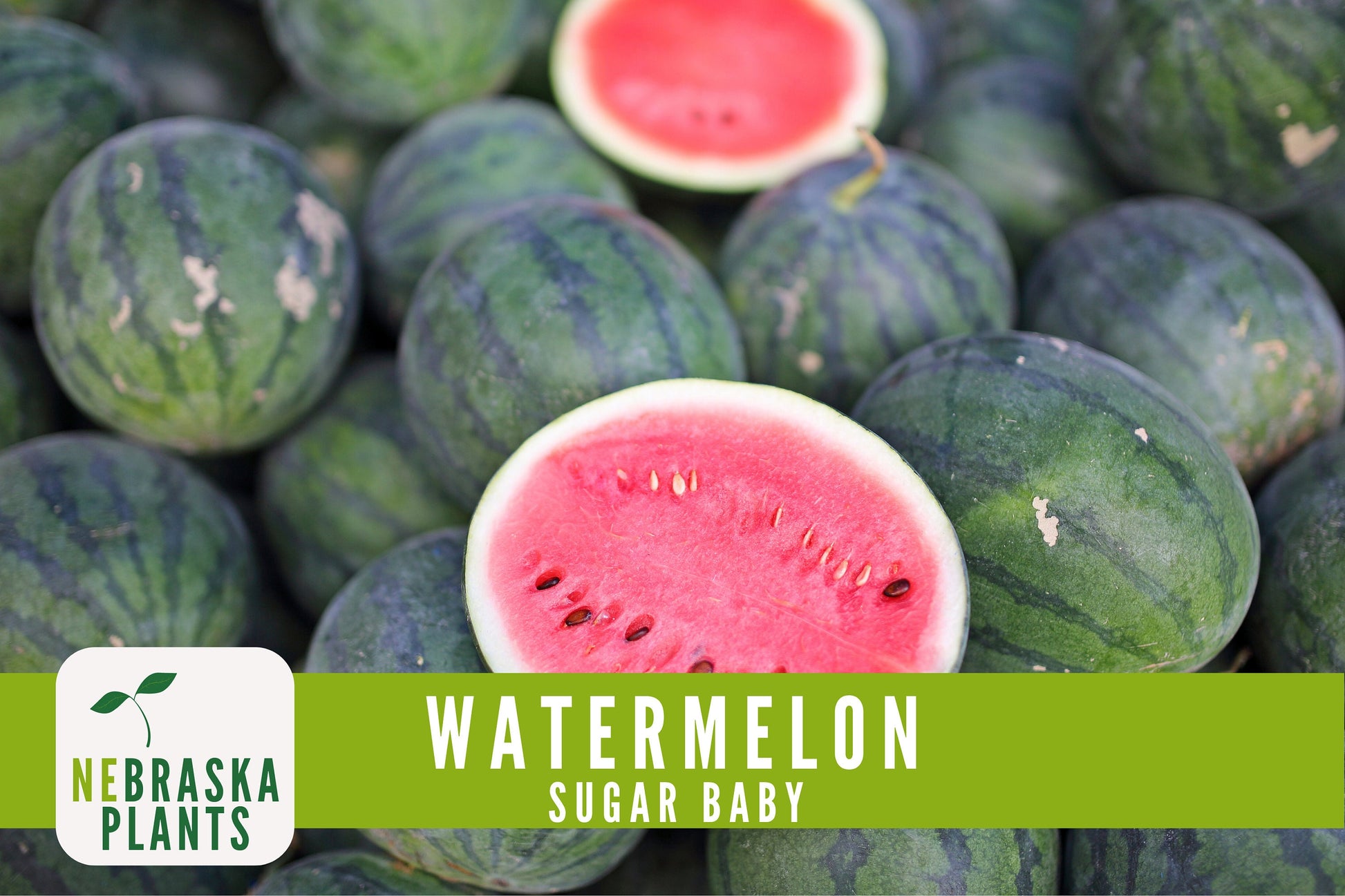 Sugar Baby Watermelon Seeds - Heirloom Watermelon Seeds - Nebraska Seeds