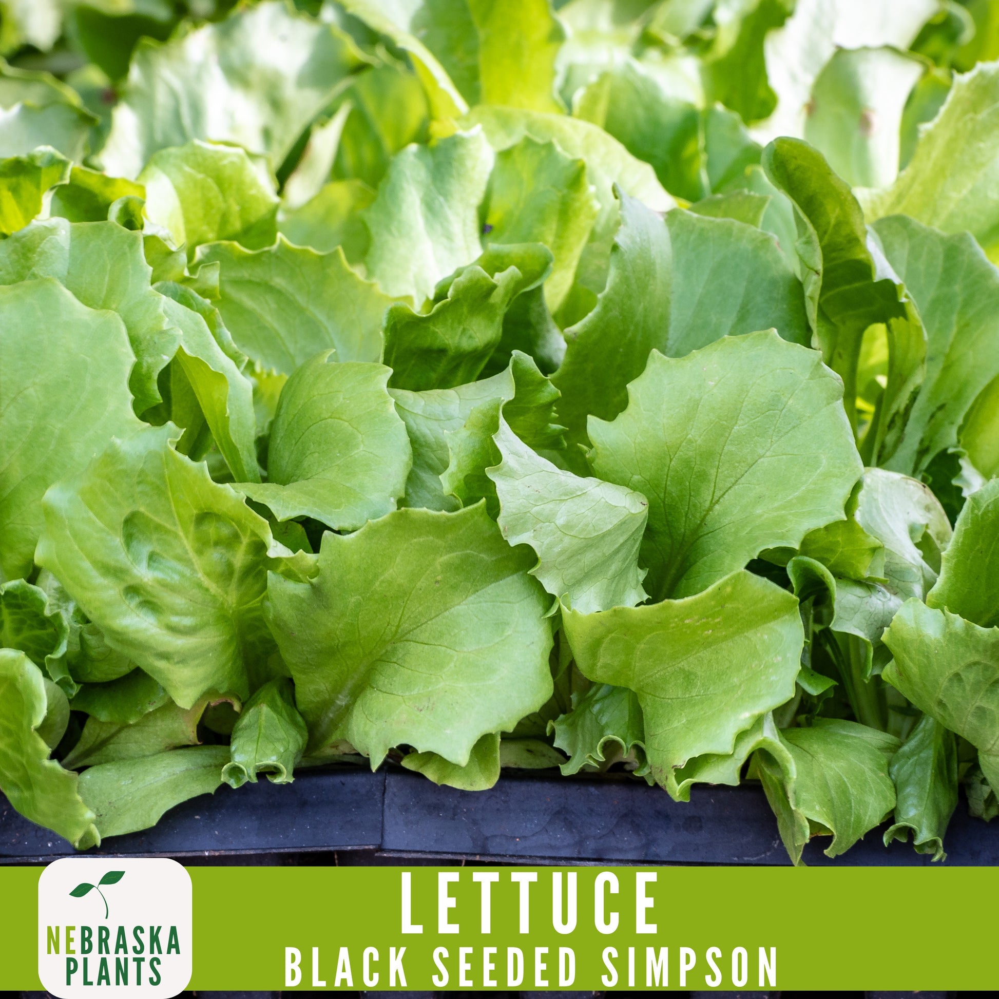 Black Seeded Simpson Lettuce Seeds - Nebraska Seeds