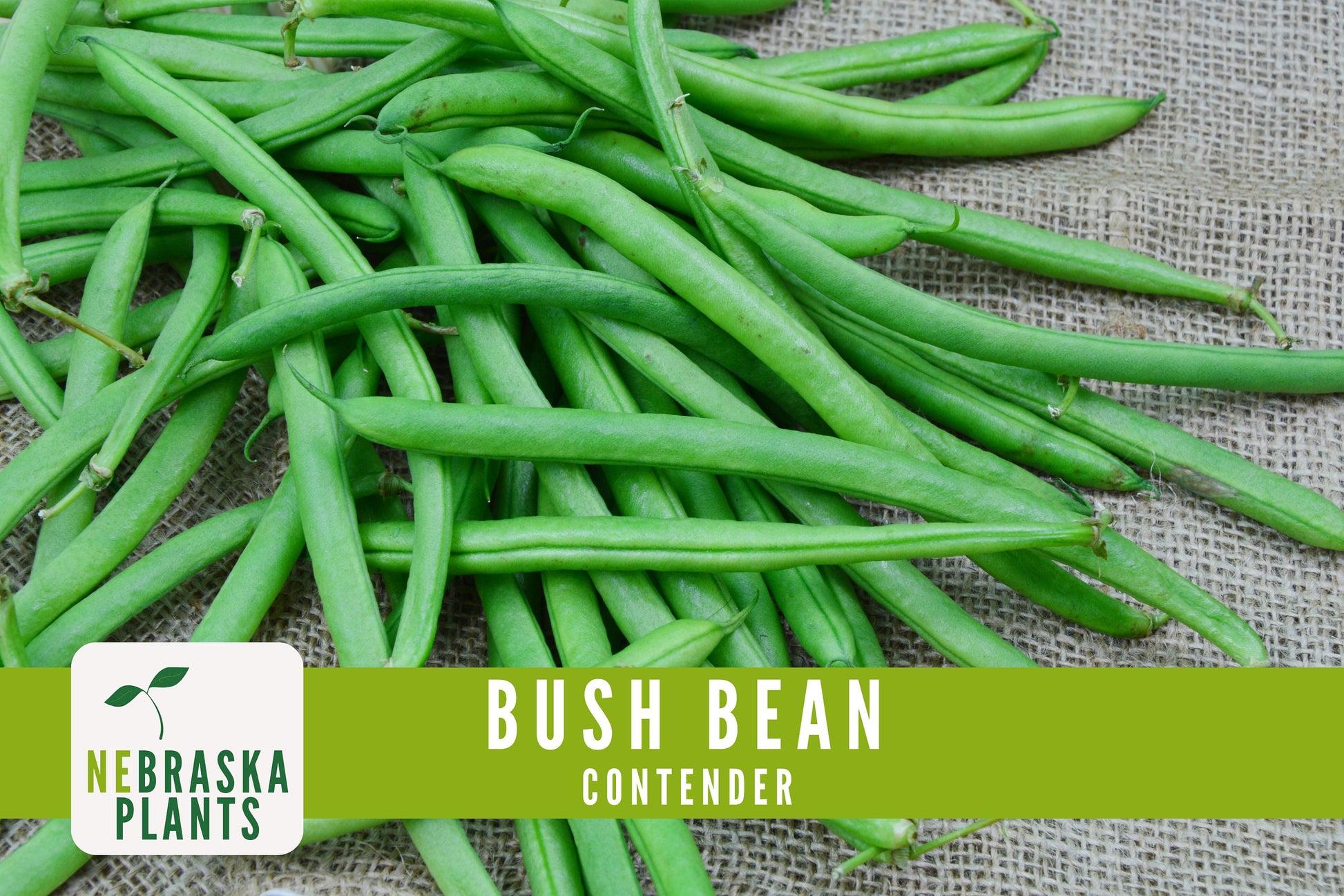 Contender Bush Bean Seeds - Nebraska Seeds