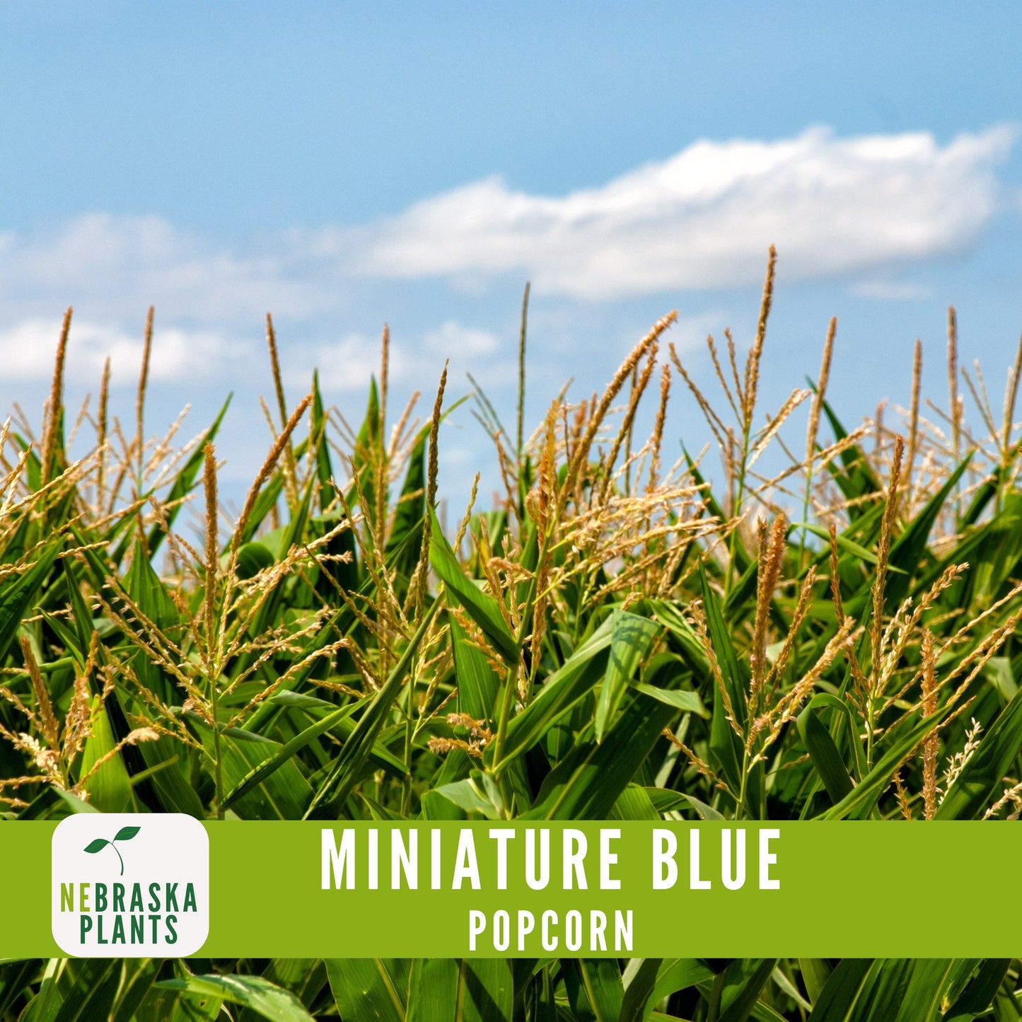 Rare Miniature Blue Popcorn Seeds - Grow Unique Heirloom Popcorn Seeds in your own Backyard! - Nebraska Seeds