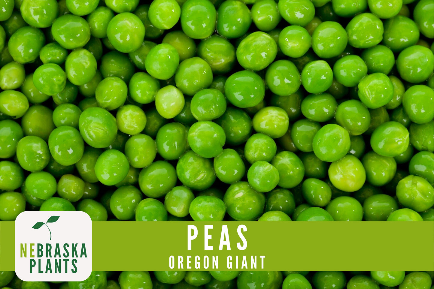 Oregon Giant Heirloom Pea Seeds - Nebraska Seeds