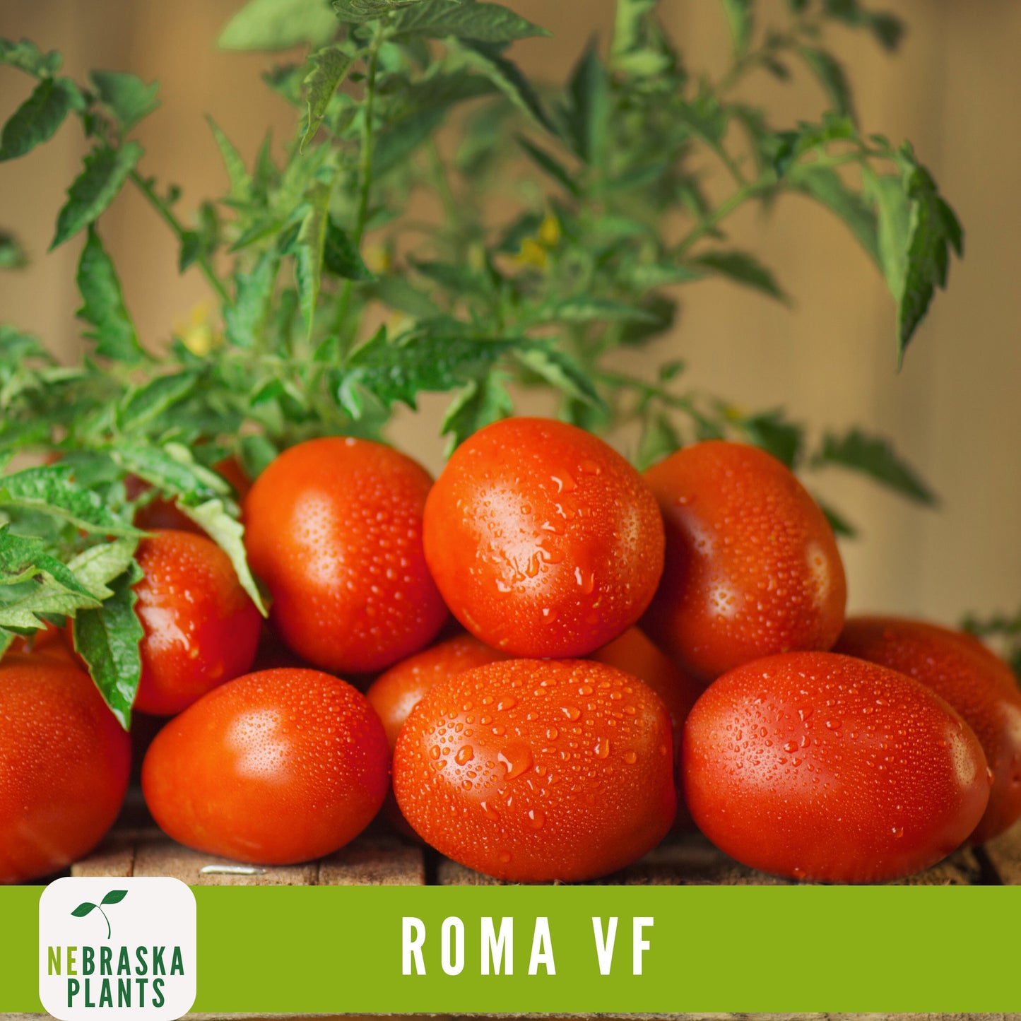 Roma VF Tomato Seeds - Disease-Resistant, High-Yield Heirloom Variety - Nebraska Seeds