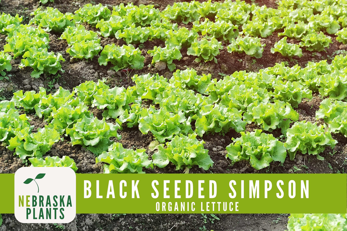 Organic Black Seeded Simpson Seeds - Nebraska Seeds