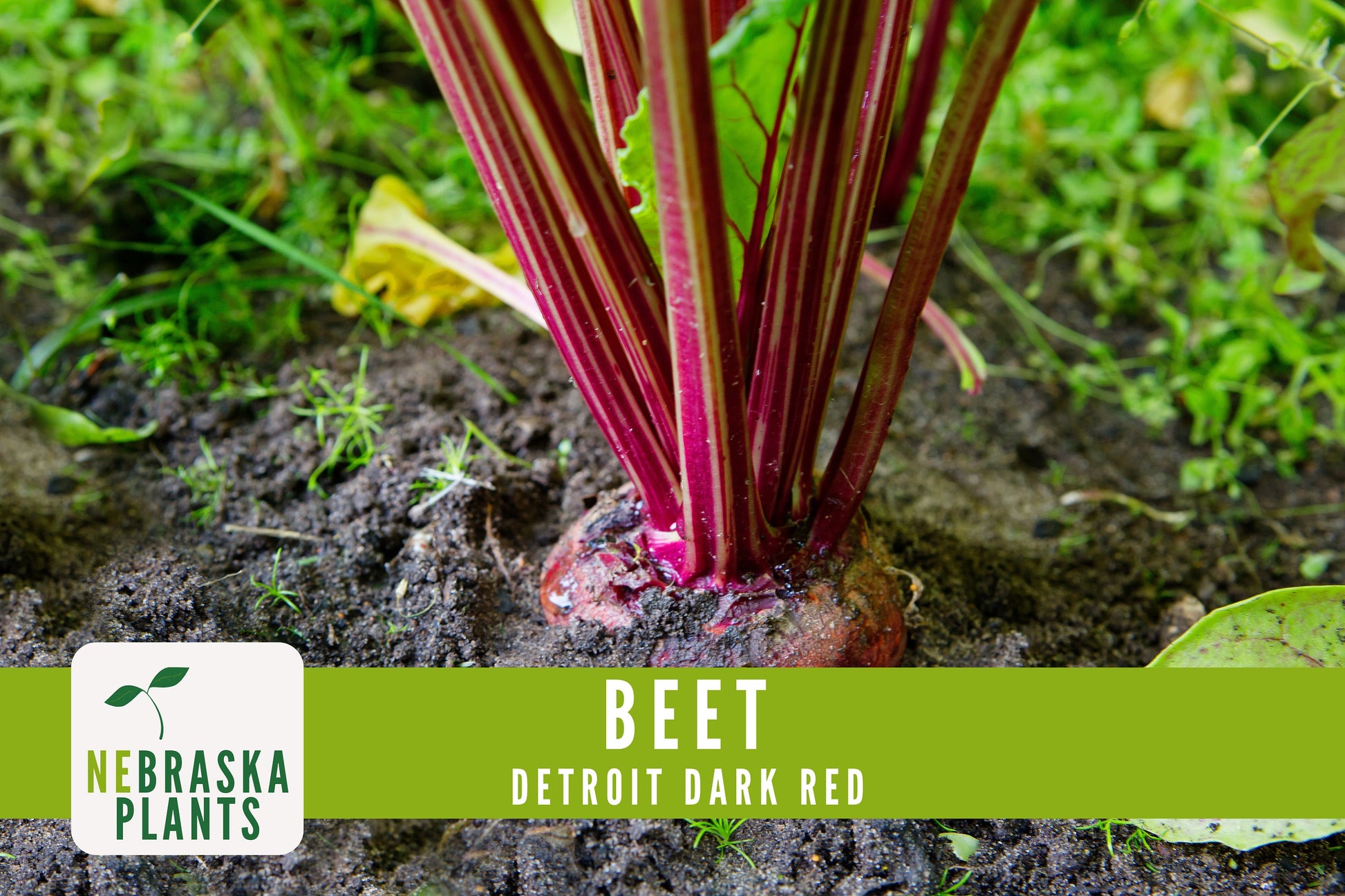 Detroit Dark Red Beet Seeds - Nebraska Seeds