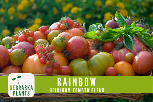 Rainbow Tomato Seeds -  Heirloom Rainbow Tomato Seed Mix - Nebraska Seeds