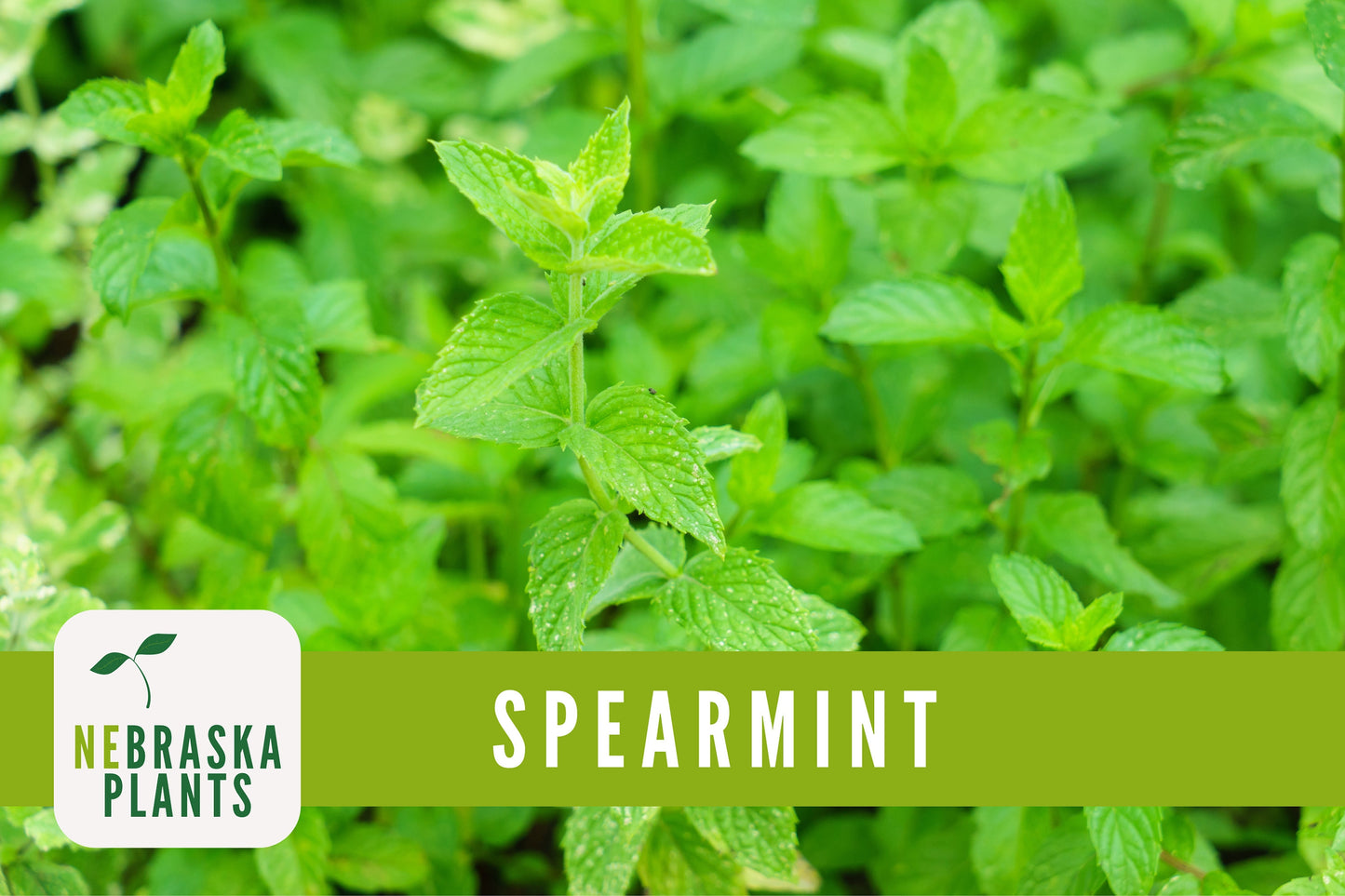 Spearmint Seeds - Common Mint Heirloom Herb Seeds - Nebraska Seeds