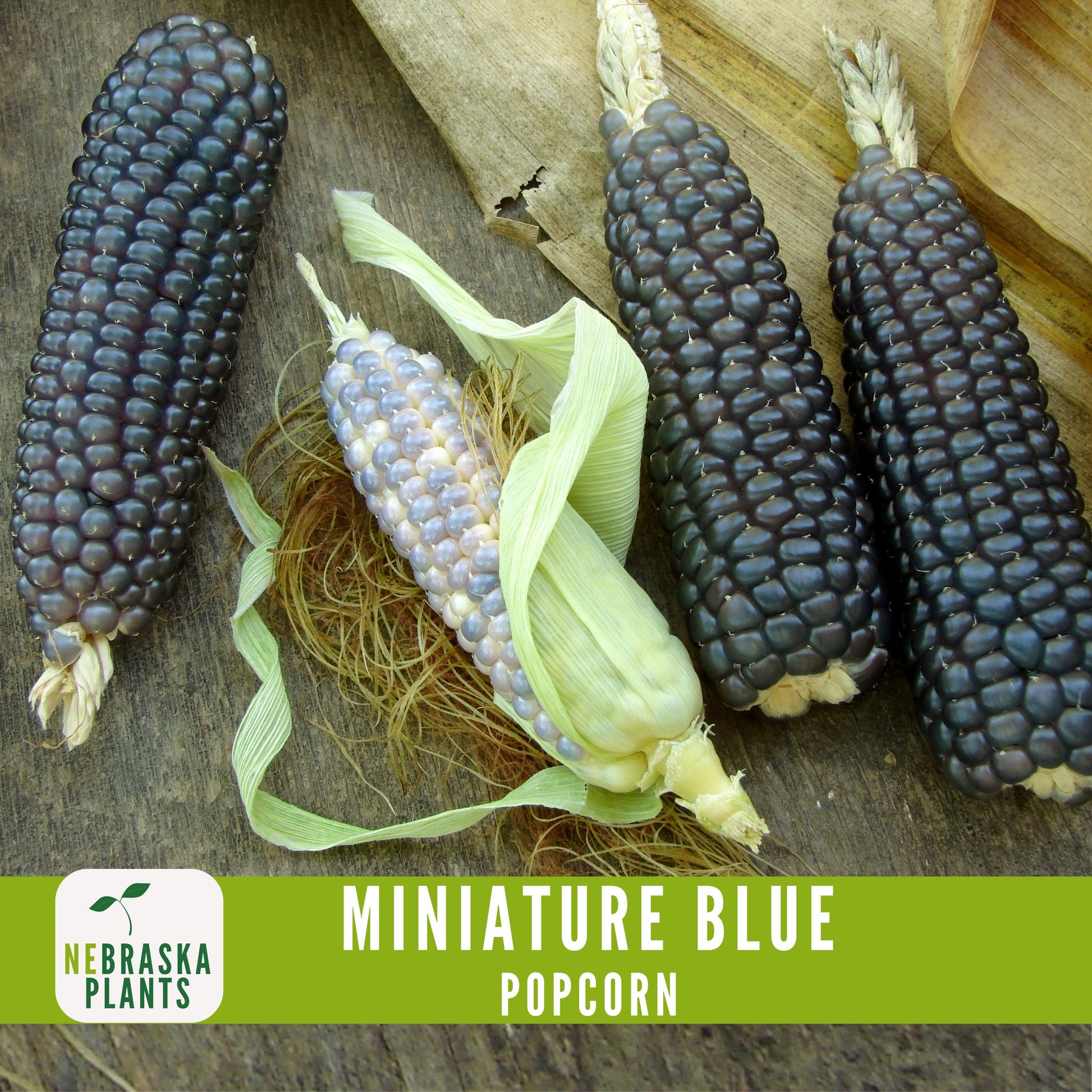 Rare Miniature Blue Popcorn Seeds - Grow Unique Heirloom Popcorn Seeds in your own Backyard! - Nebraska Seeds