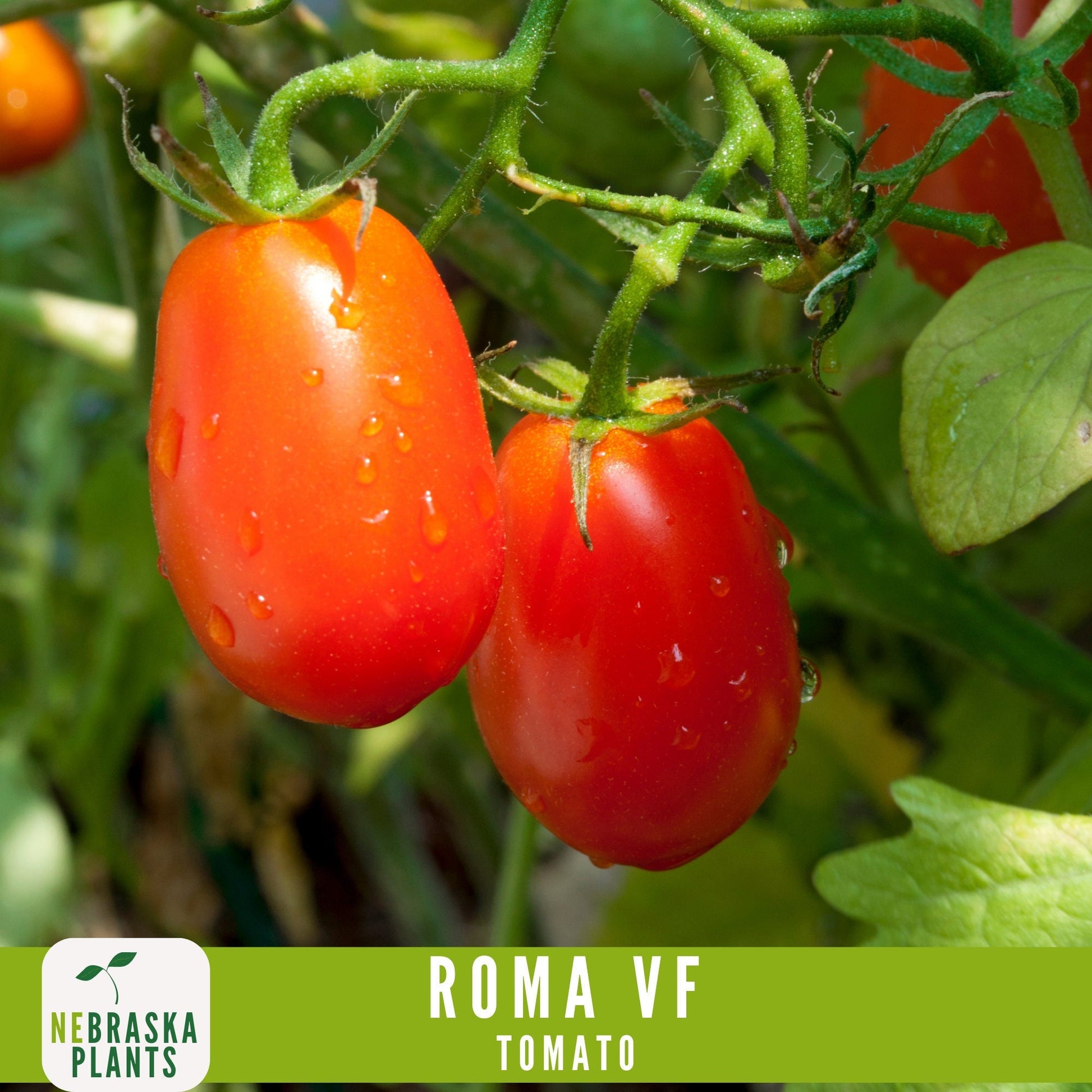 Roma VF Tomato Seeds - Disease-Resistant, High-Yield Heirloom Variety - Nebraska Seeds