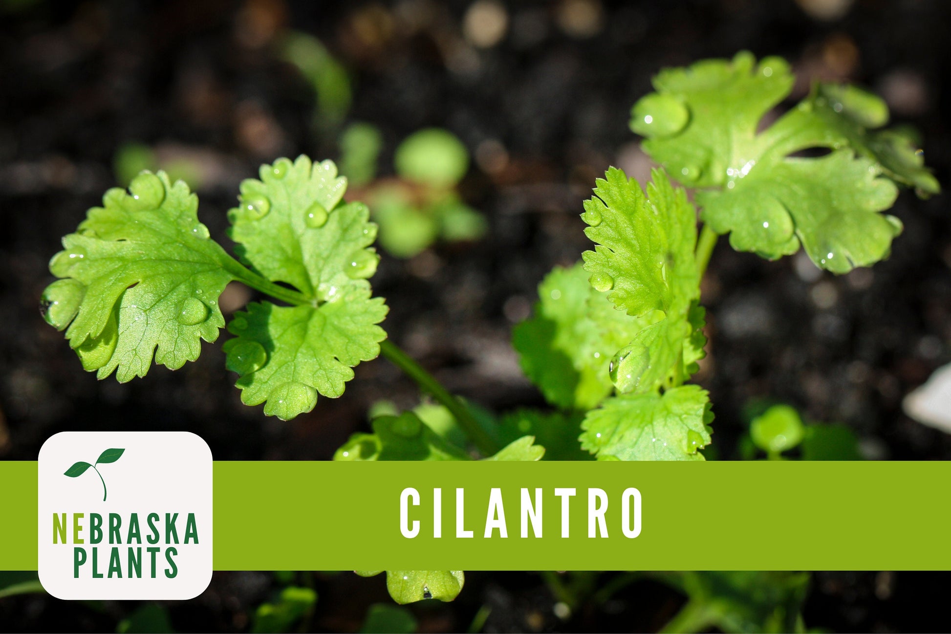 Calypso Cilantro Heirloom Seeds - Nebraska Seeds