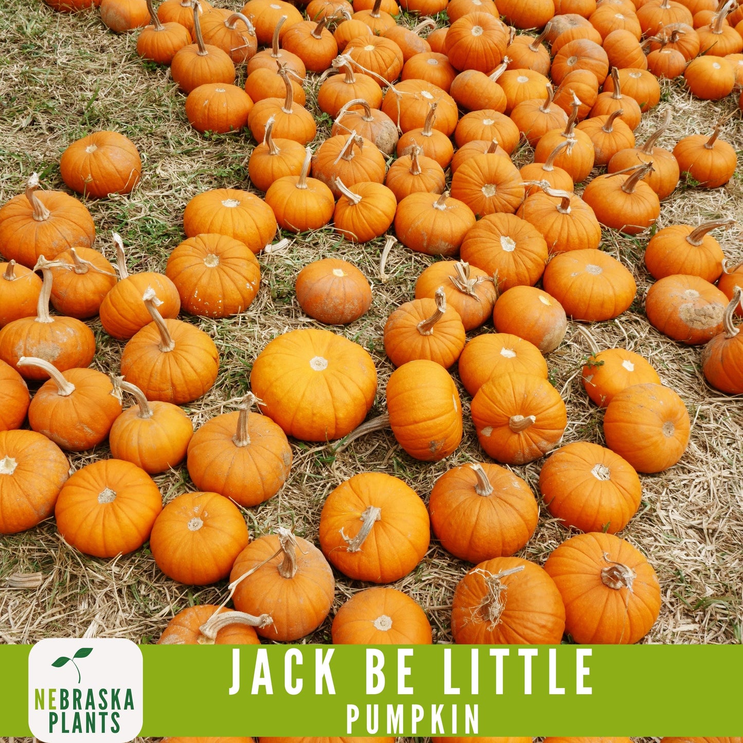 Jack-Be Little- Heirloom Pumpkin Seeds - Nebraska Seeds