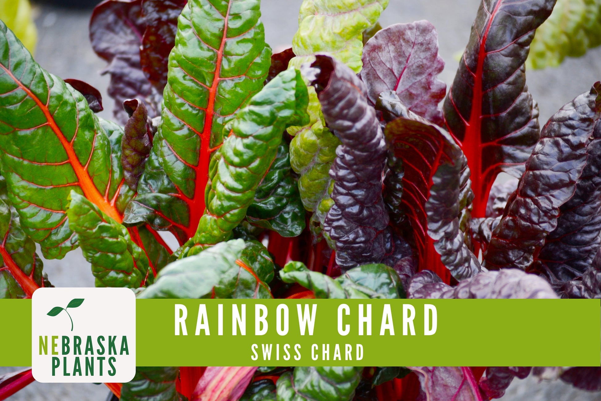 Swiss Chard Seeds - Rainbow Swiss Chard Heirloom Seeds - Nebraska Seeds