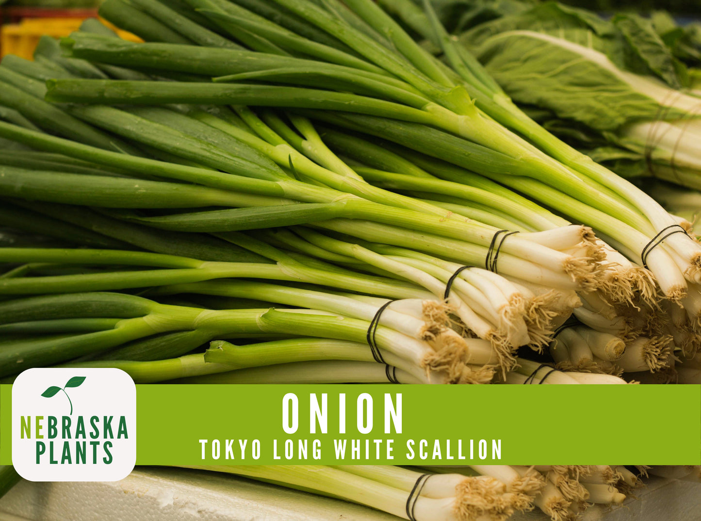 Scallion Seeds - Tokyo Long White Bunching Onion Heirloom Seeds - Nebraska Seeds