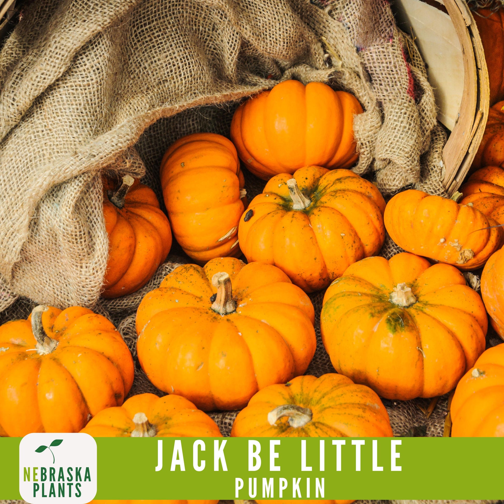 Jack-Be Little- Heirloom Pumpkin Seeds - Nebraska Seeds