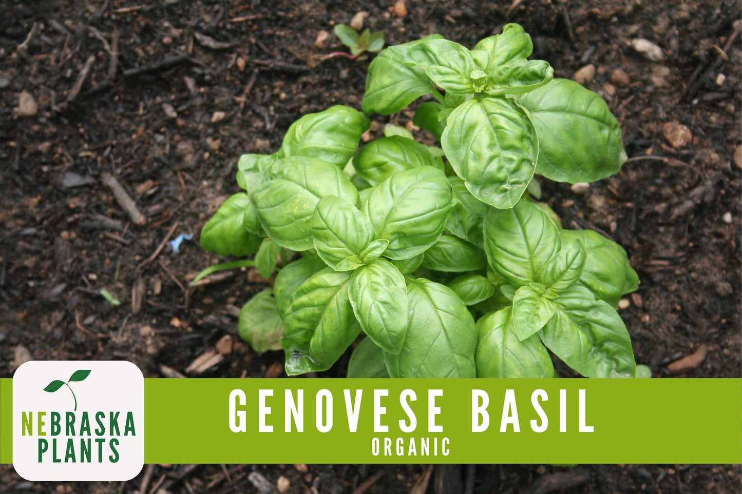 Organic Genovese Heirloom Basil Seeds - Nebraska Seeds