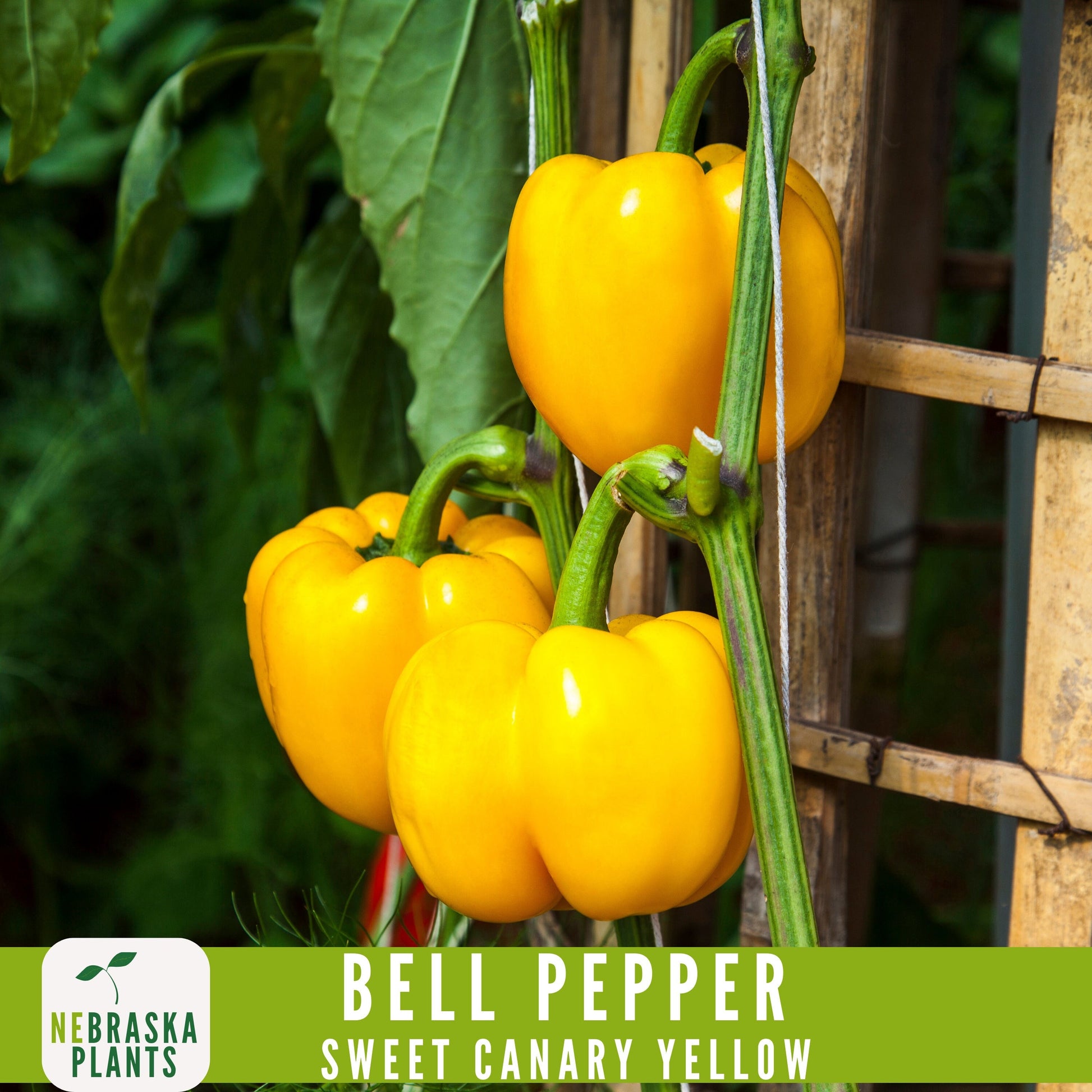 Sweet Canary Yellow Bell Pepper Seeds - Grow Your Own Delicious Heirloom Peppers - Nebraska Seeds