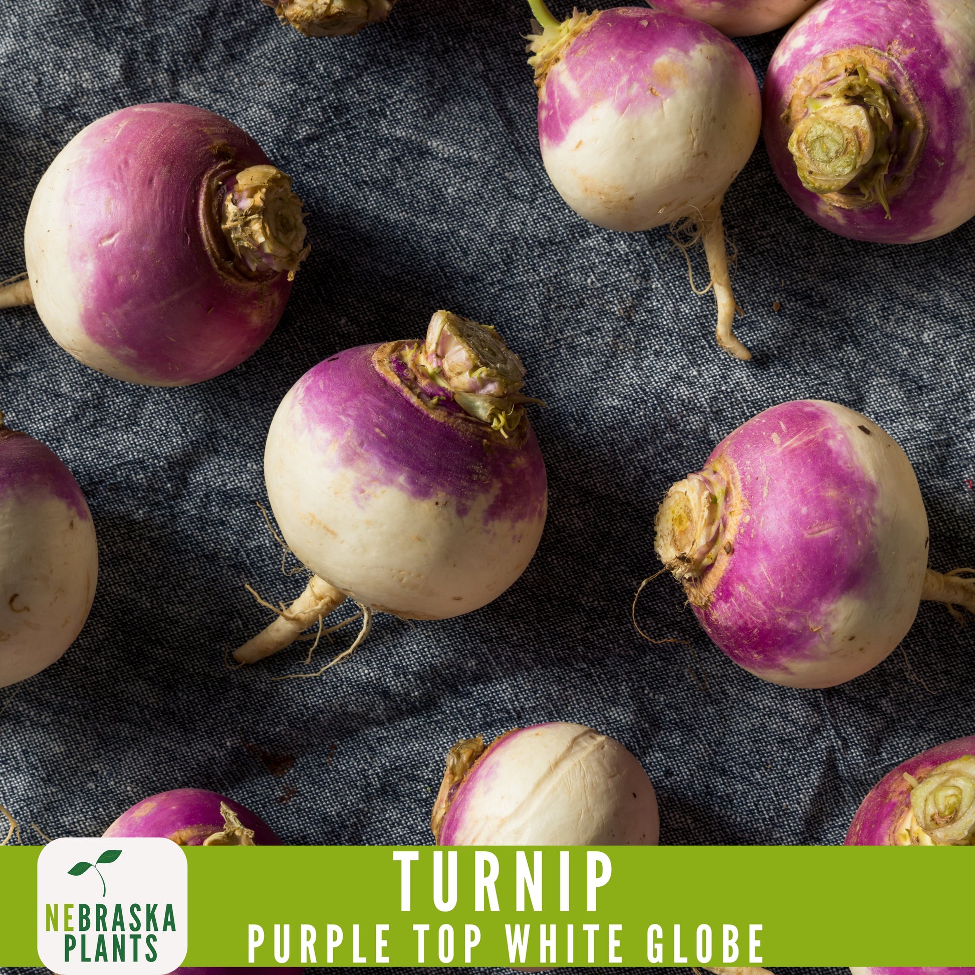 Purple Top White Globe Turnip Seeds - Heirloom Purple Turnips for Home Gardens - Nebraska Seeds