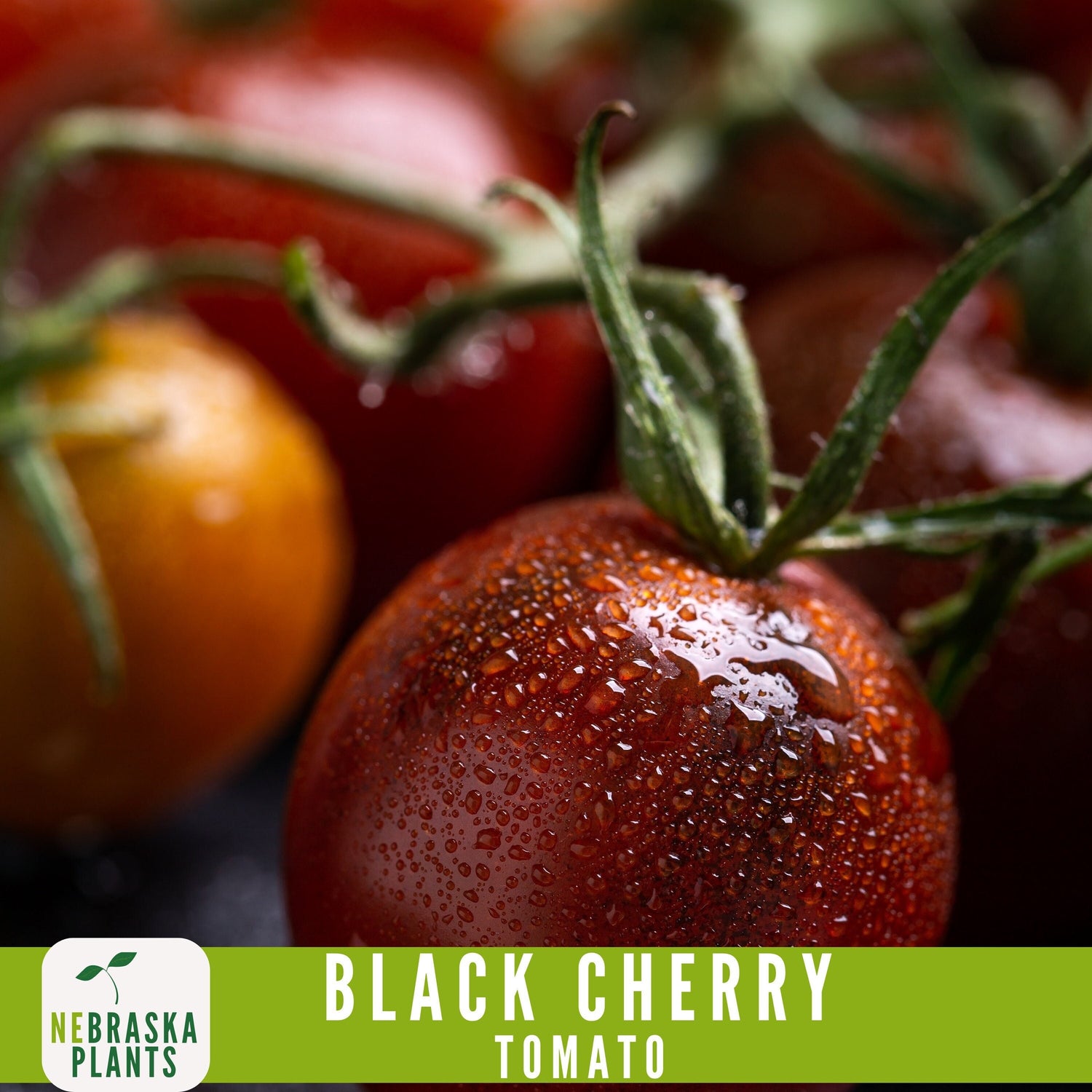 Black Cherry Tomato Seeds - Nebraska Seeds