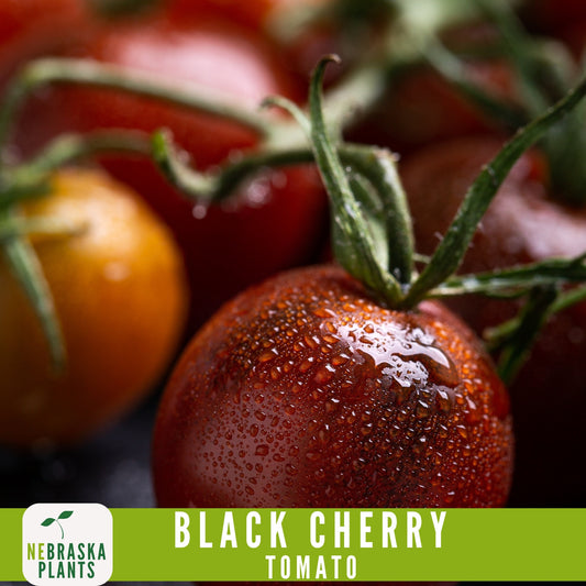 Black Cherry Tomato Seeds - Nebraska Seeds