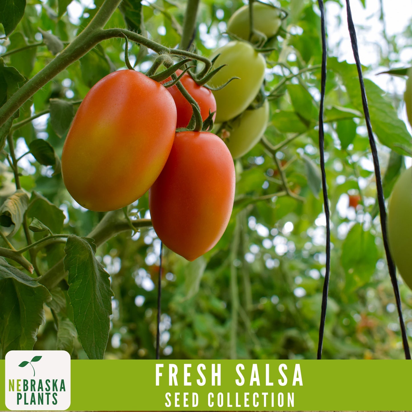 Garden Salsa Seed Collection - Heirloom Seeds for Making Salsa - Nebraska Seeds