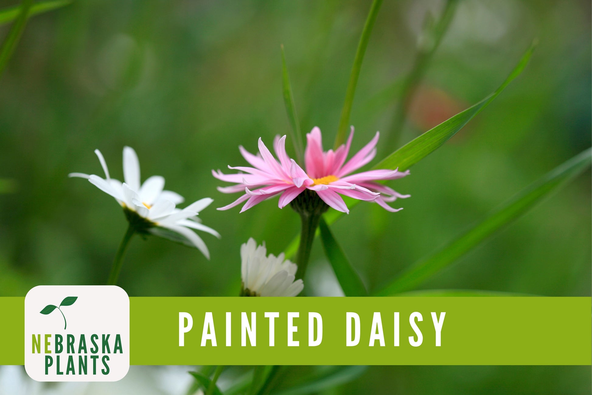 Painted Daisy Heirloom Flower Seeds - Nebraska Seeds