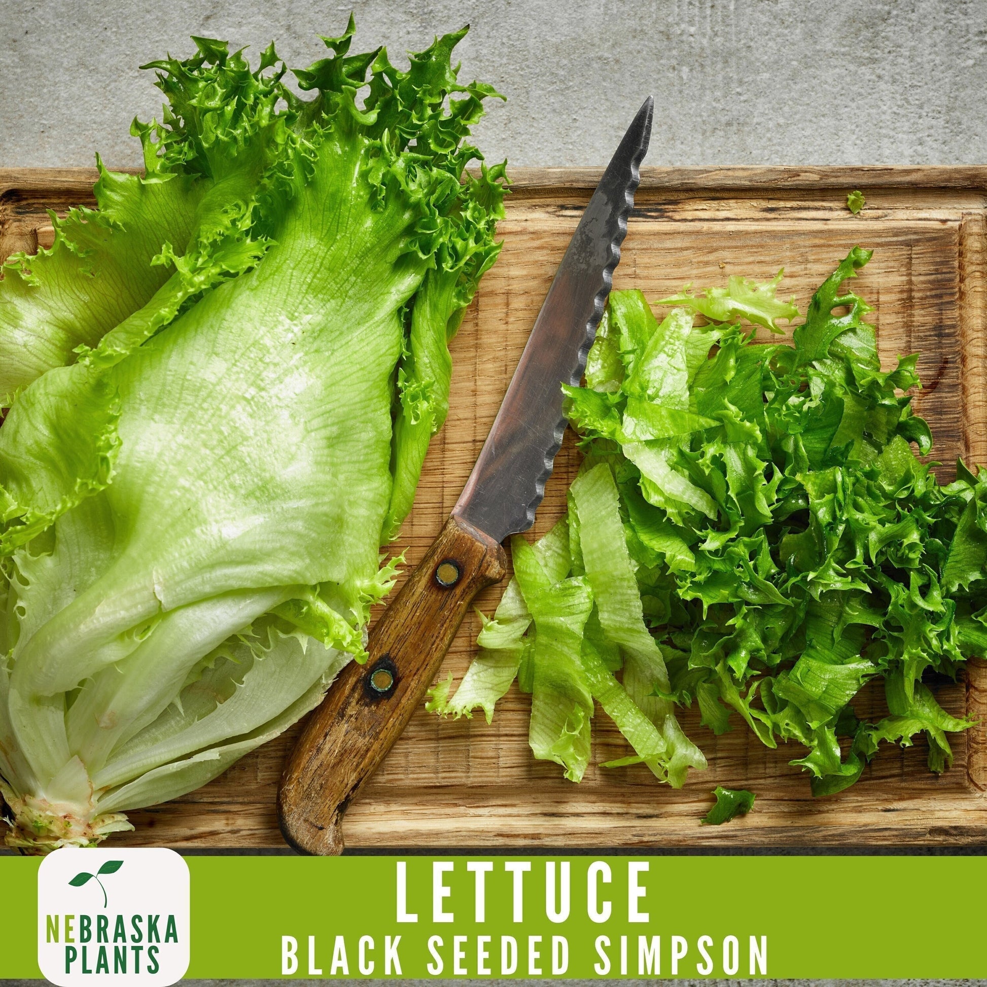 Black Seeded Simpson Lettuce Seeds - Nebraska Seeds