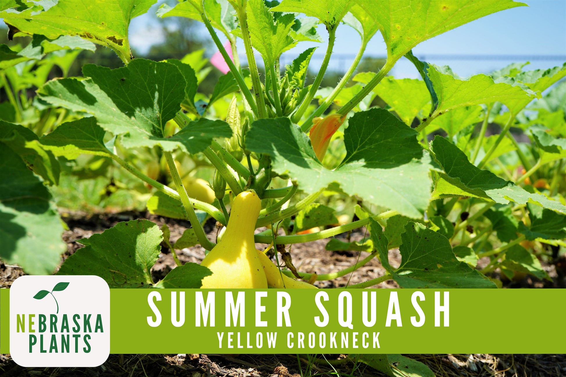 Summer Squash Seeds - Yellow Crookneck Heirloom Squash Seeds - Nebraska Seeds