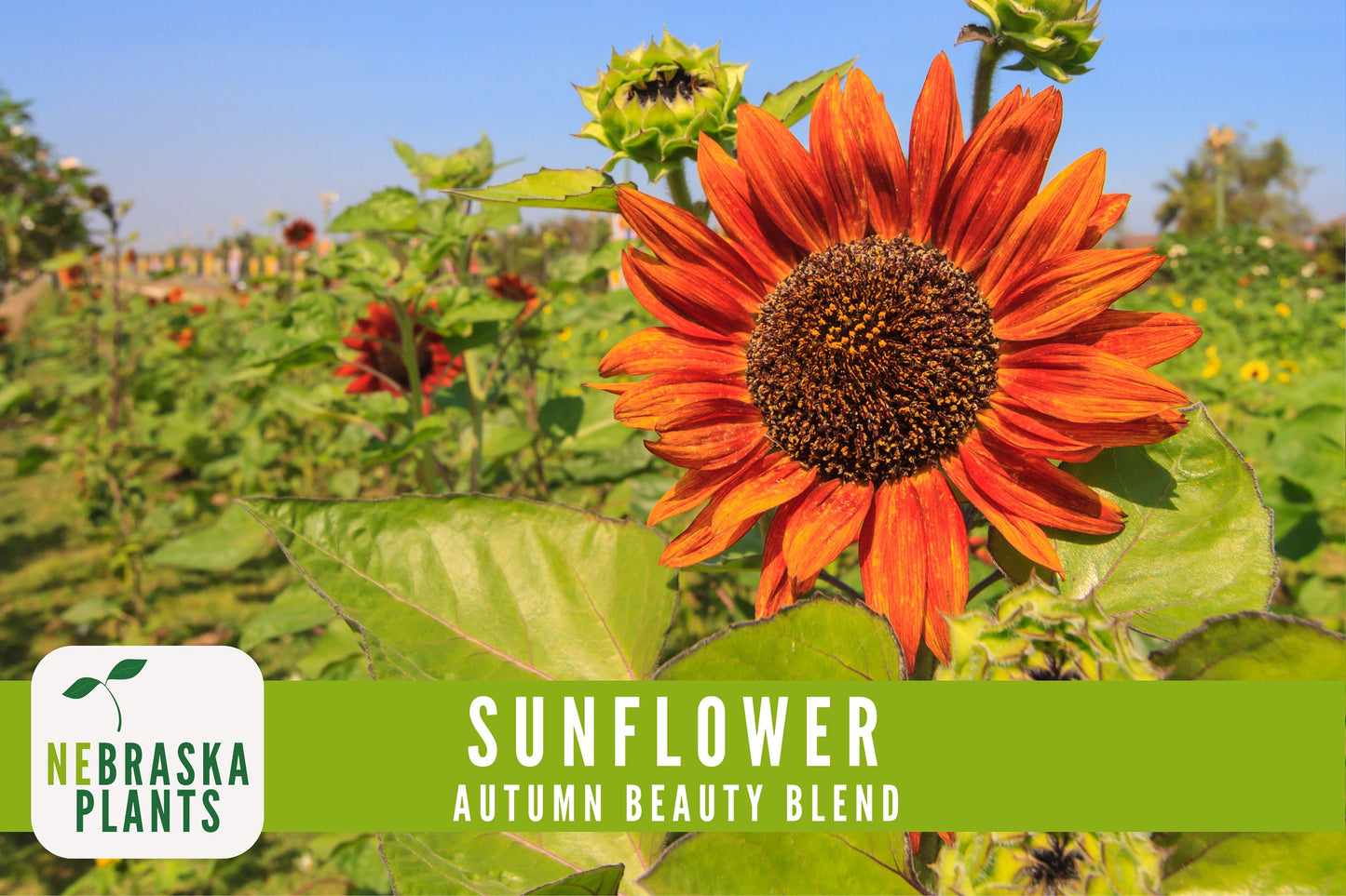 Sunflower Seeds - Autumn Beauty Blend Heirloom Sunflower Seeds - Nebraska Seeds