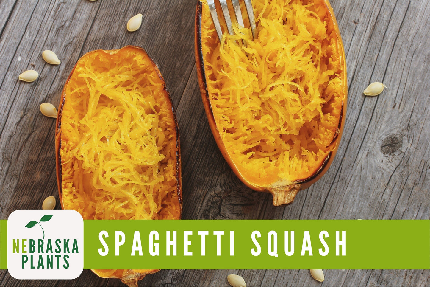 Spaghetti Squash Seeds - Winter Spaghetti Squash Heirloom Seeds - Nebraska Seeds