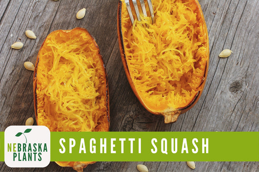 Spaghetti Squash Seeds - Winter Spaghetti Squash Heirloom Seeds - Nebraska Seeds