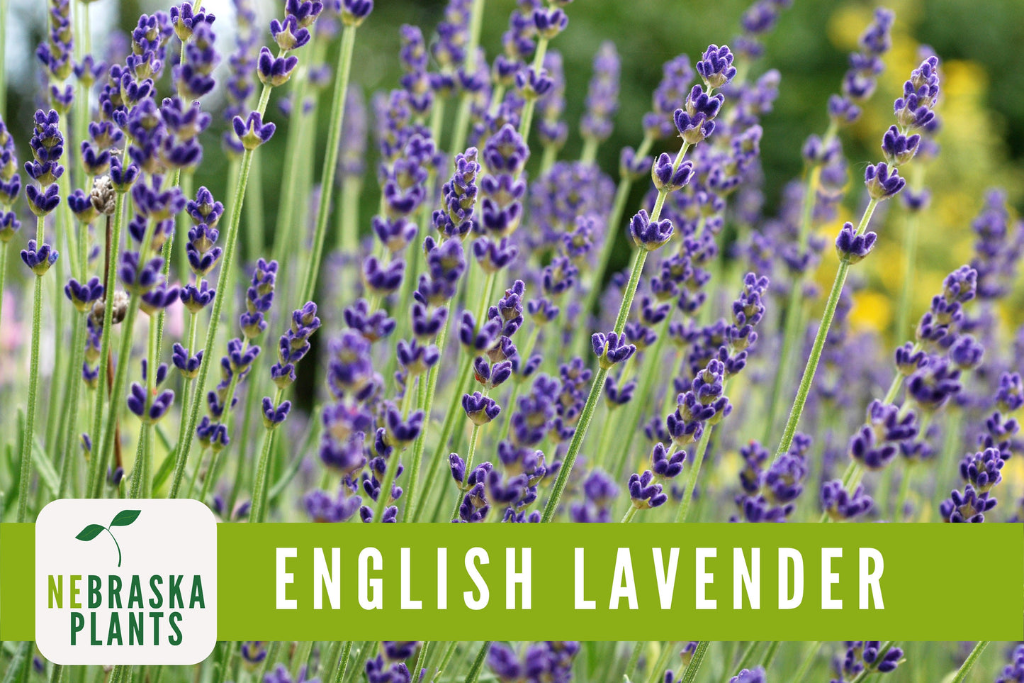 English Lavender Seeds - Nebraska Seeds