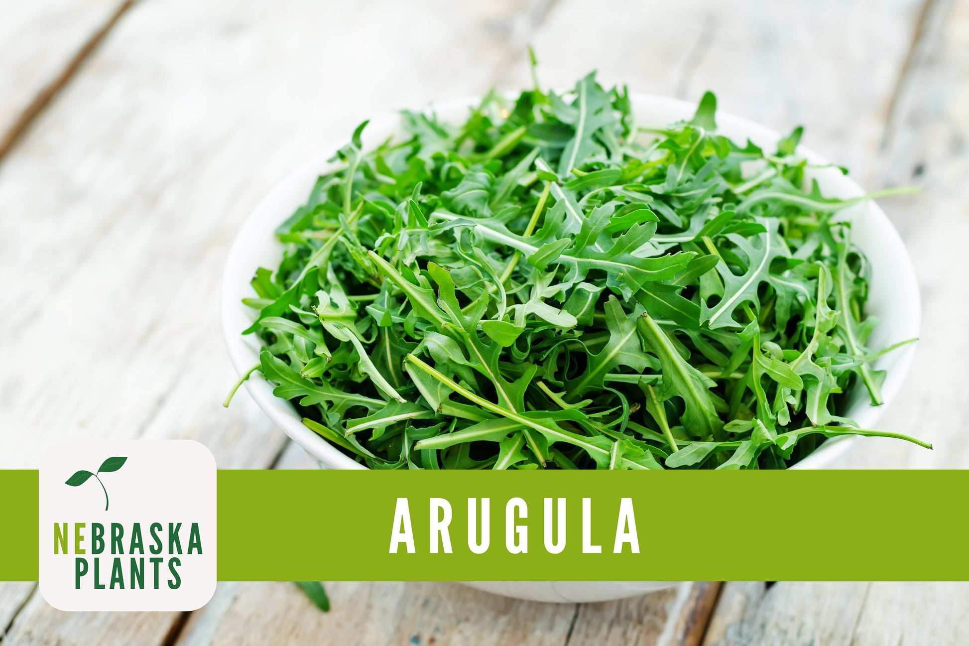 Roquette Arugula Seeds - Nebraska Seeds