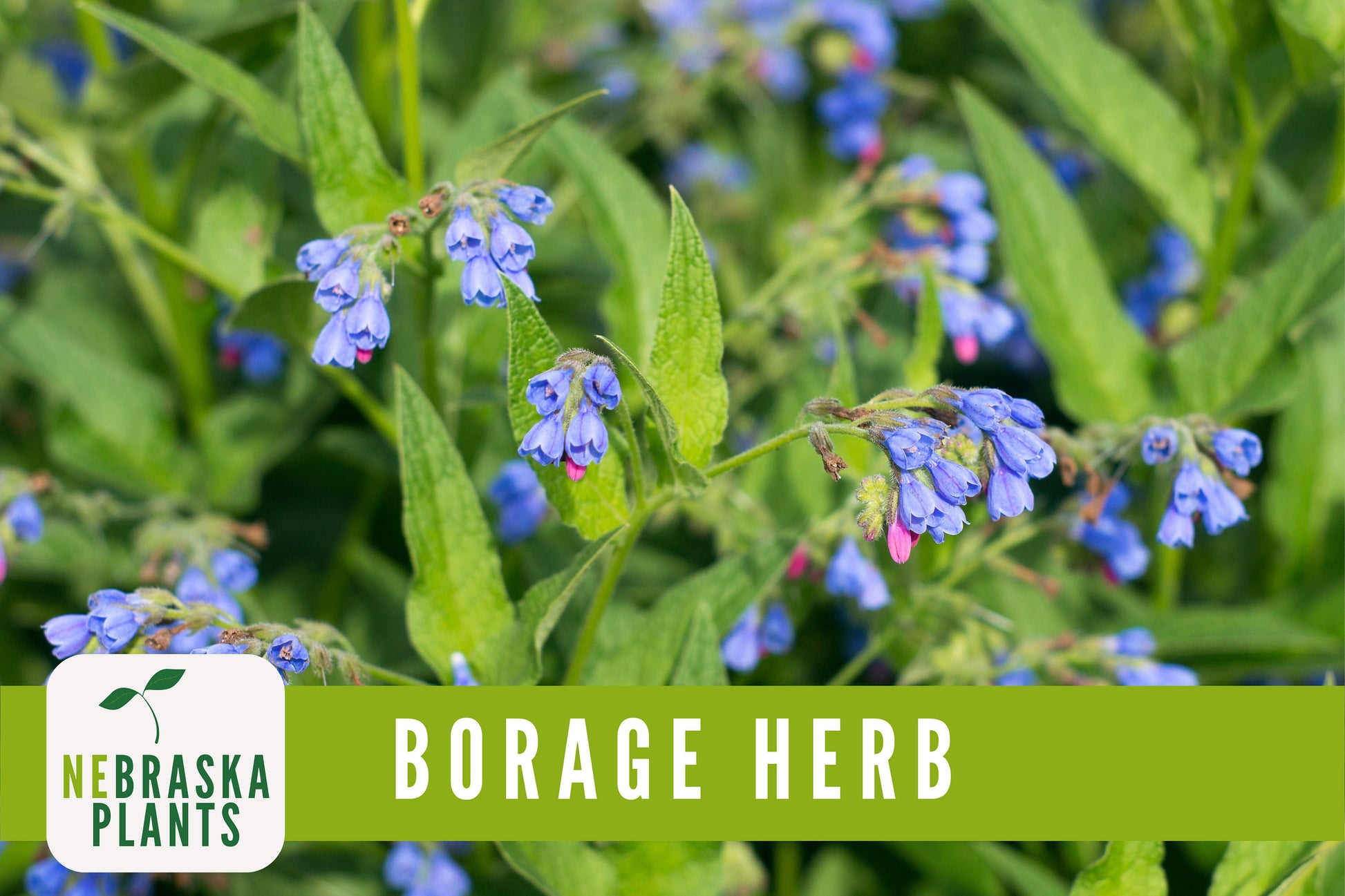 Borage Seeds - Nebraska Seeds