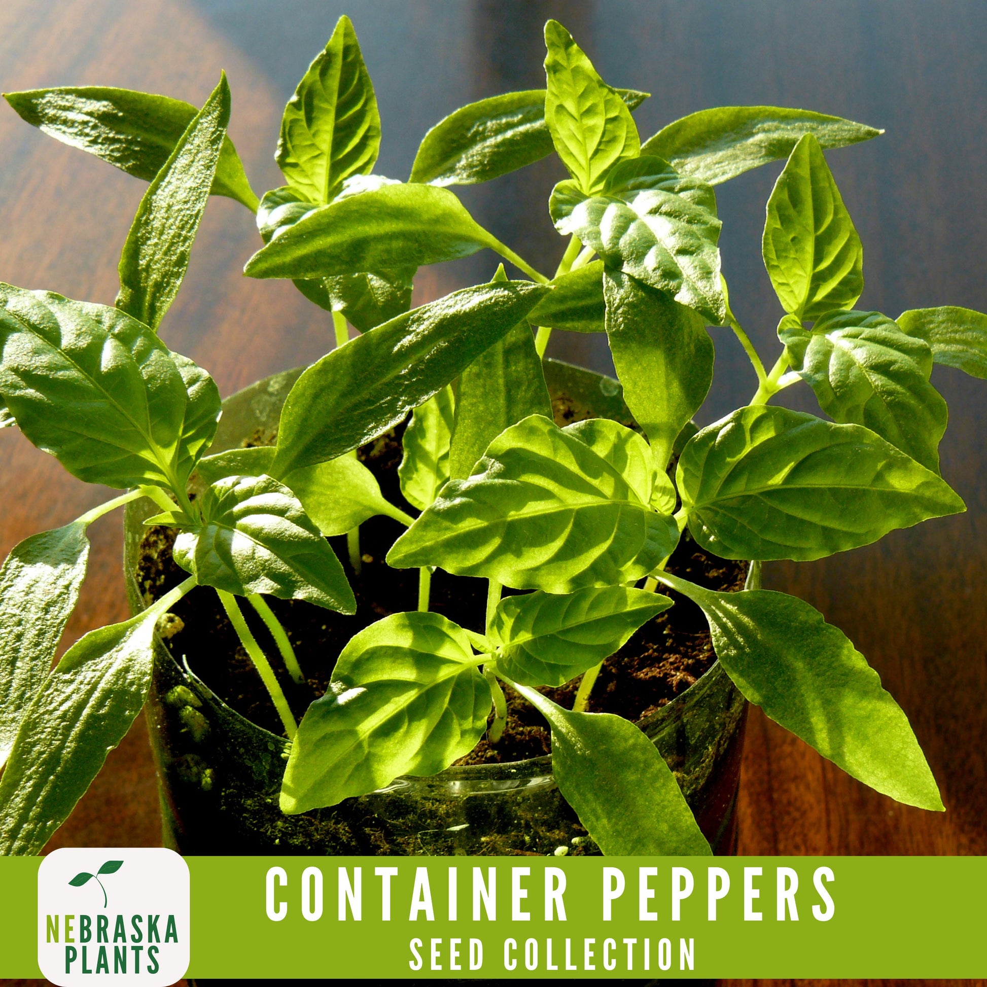 Container Peppers Seed Collection - Nebraska Seeds