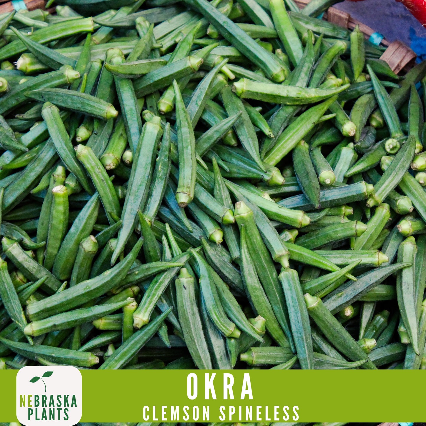 Clemson Spineless Okra Seed - Nebraska Seeds