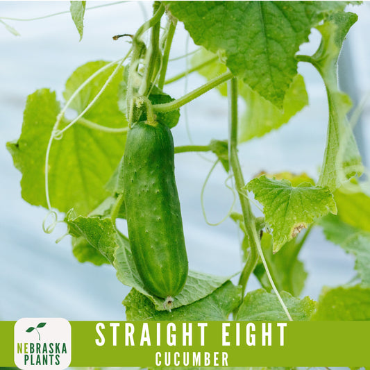 Straight Eight Cucumber Seeds - Crisp and Flavorful Heirloom Cucumbers for you Home Garden! - Nebraska Seeds