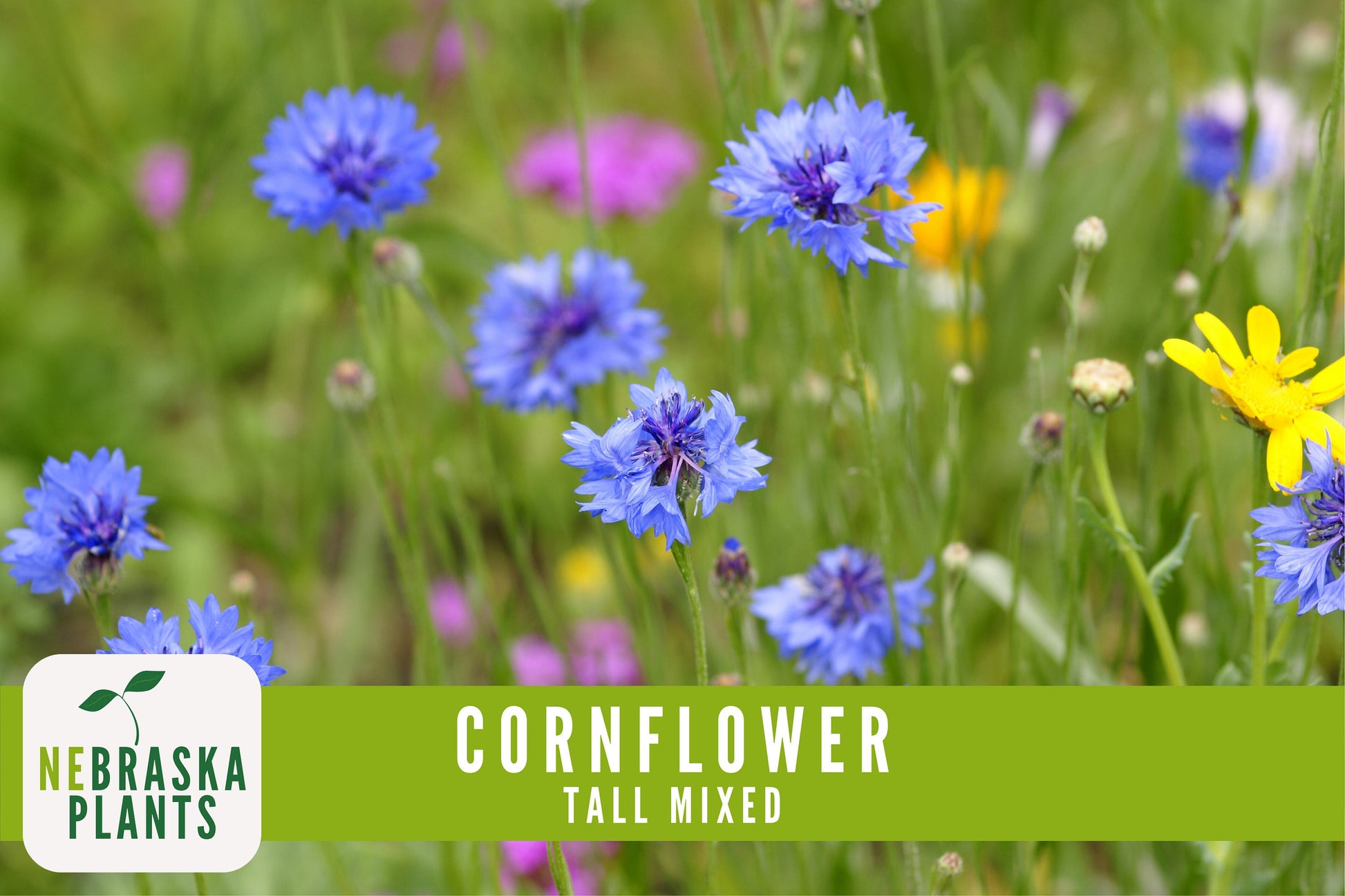 Tall Mixed Heirloom Cornflower Seeds - Nebraska Seeds